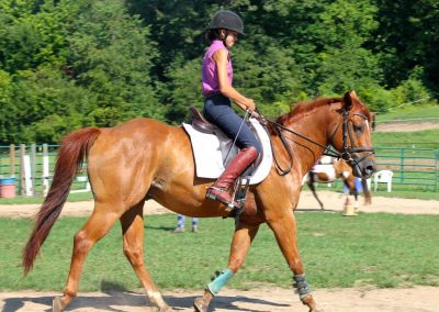 Horse Lessons and Training